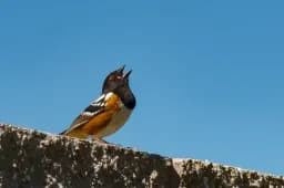 Spotted Towhee Song