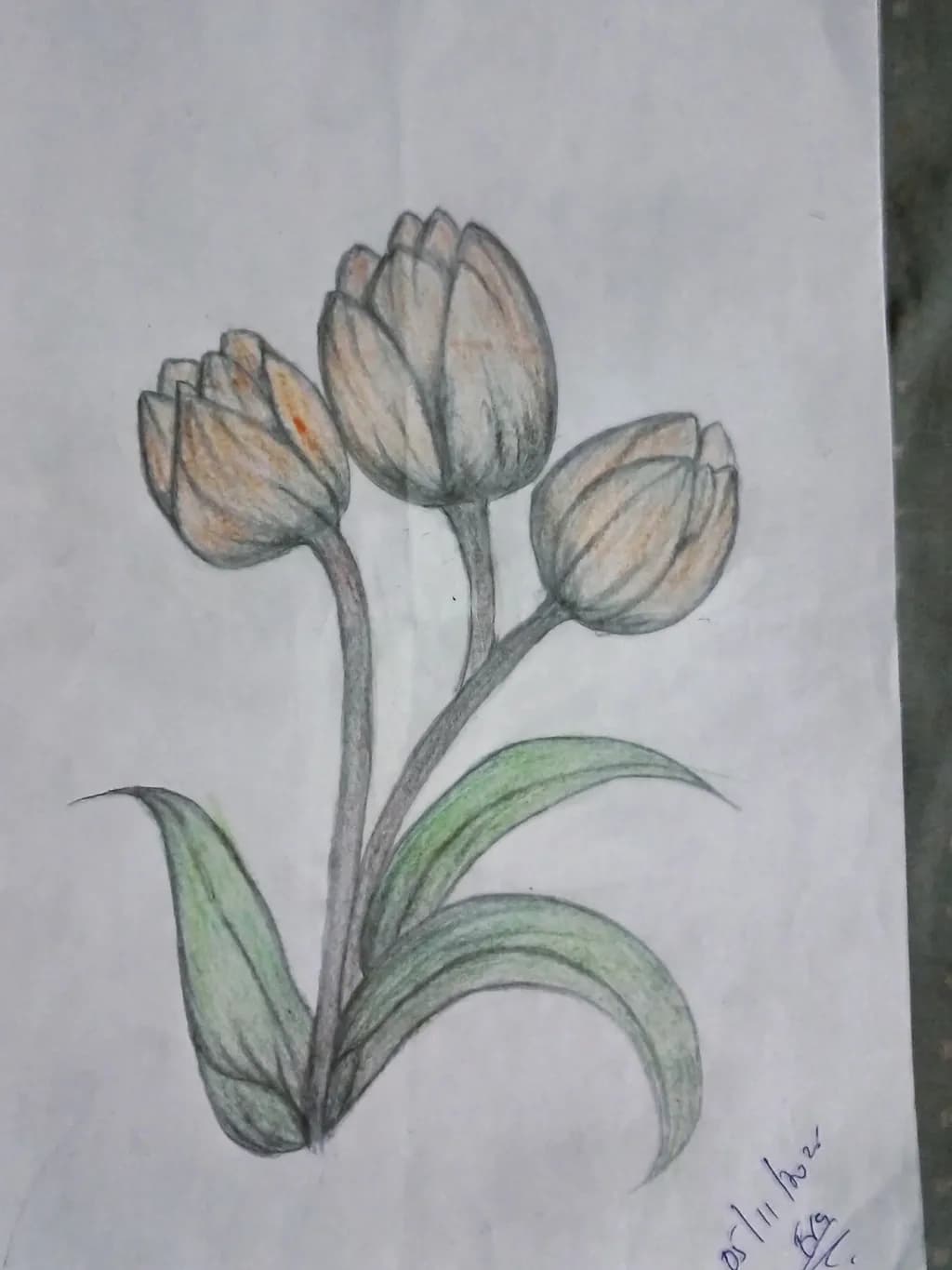 Whispers of Nature: A Colorful Botanical Sketch of Tulips in Bloom