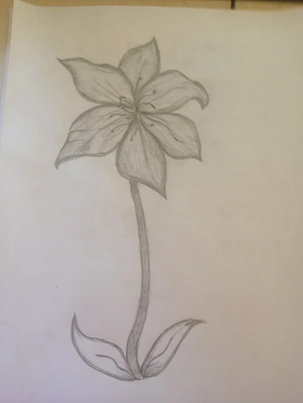 Delicate Bloom: A Botanical Sketch of Nature's Elegance