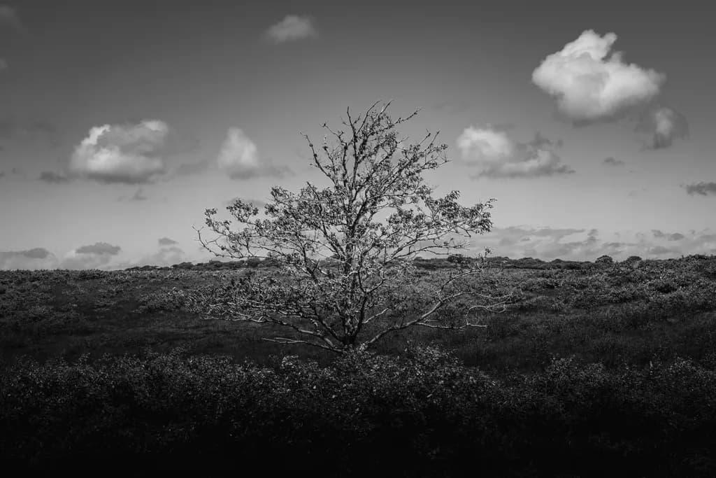 Whispers of Solitude: A Black and White Tree in a Vast Landscape
