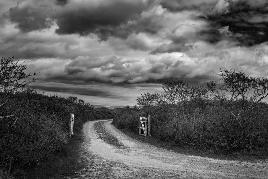 Whispers of Serenity: A Monochrome Journey Through Nature's Pathway