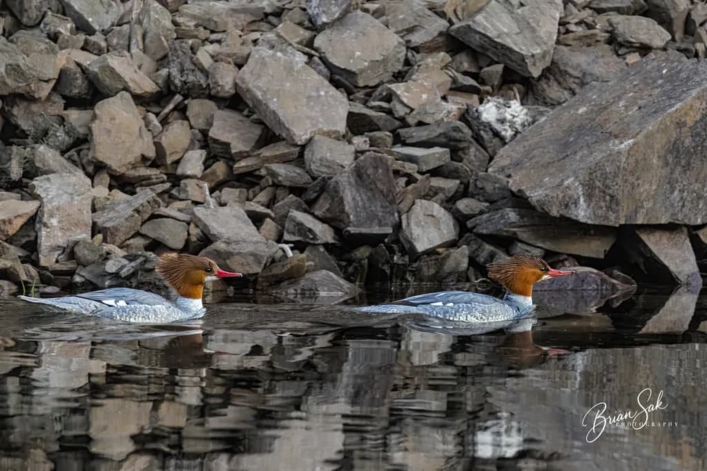 Along the Waterline