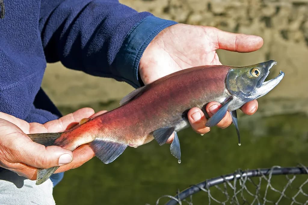 The Beauty of Kokanee