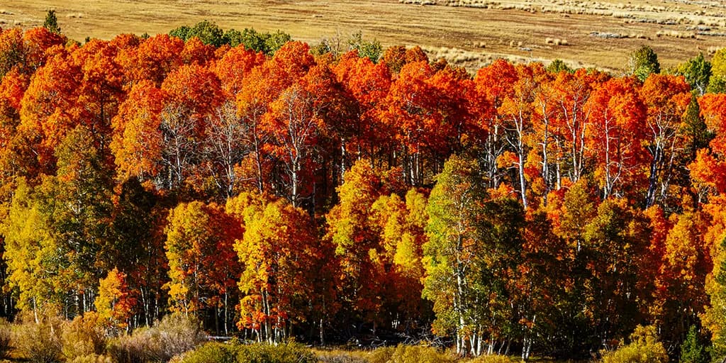 Golden Aspen Dreams