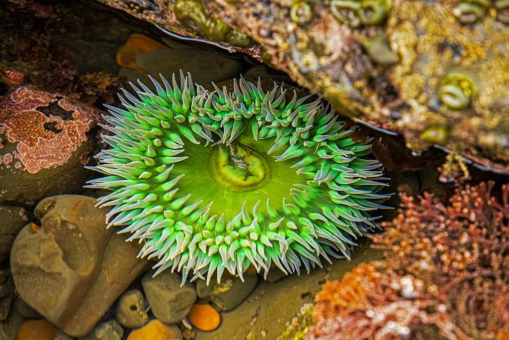 Emerald Elegance