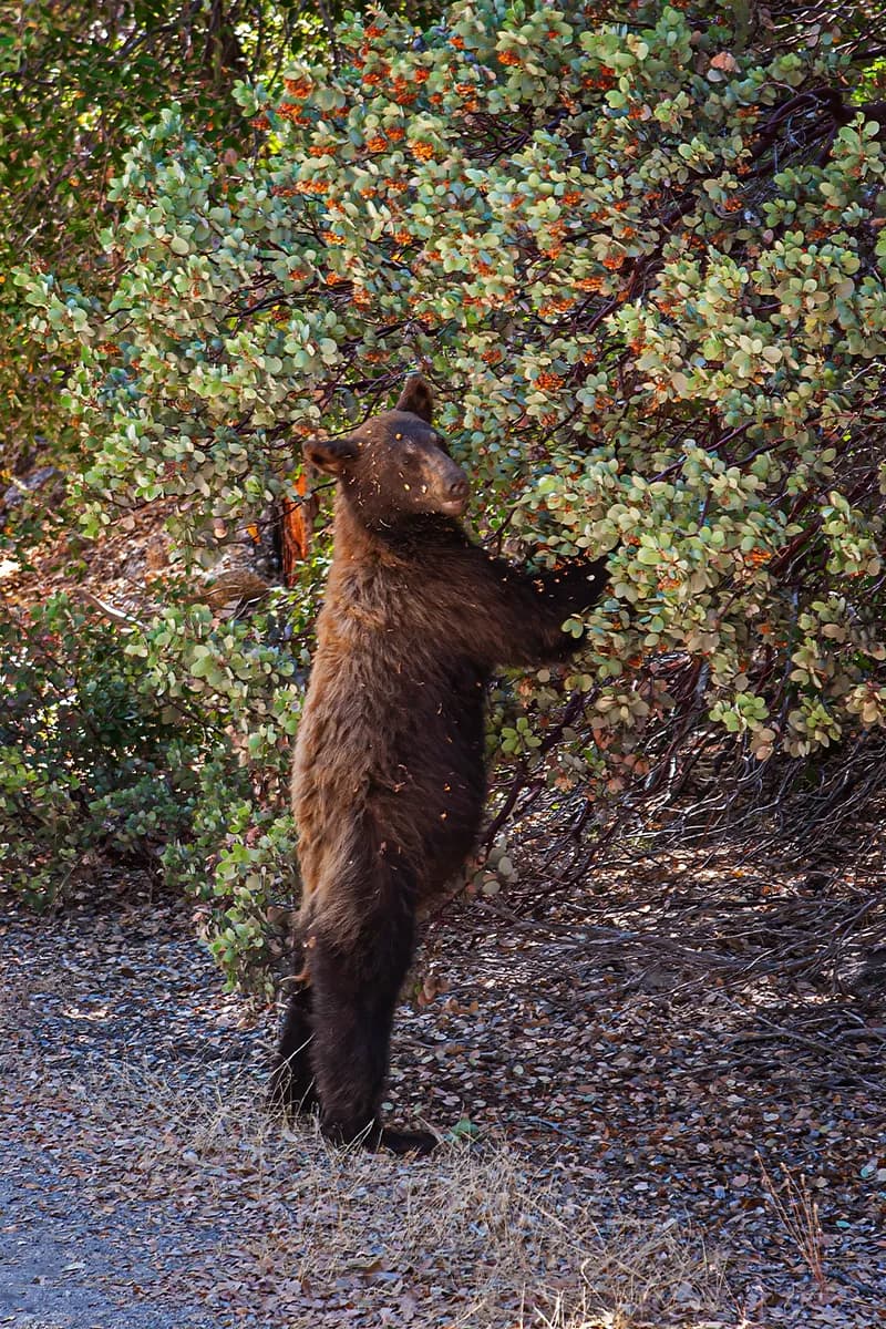 Berry Thief