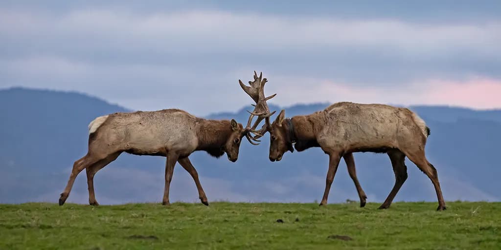 Majestic Confrontation