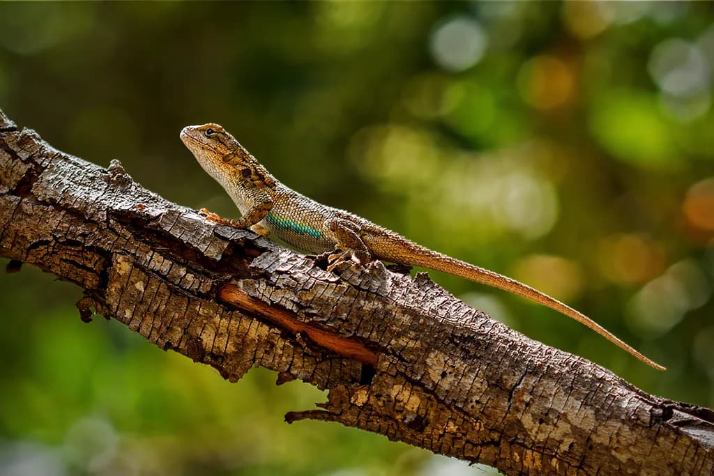 Tiny Trail Guardian