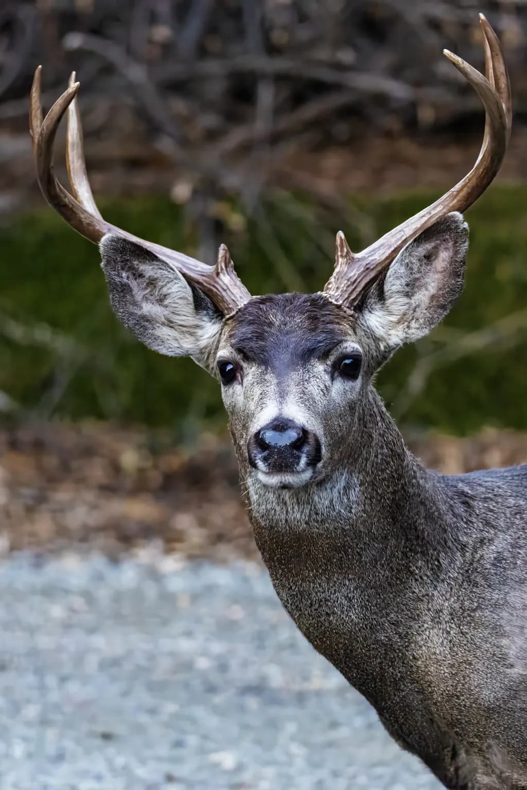 Ruler of the Woods