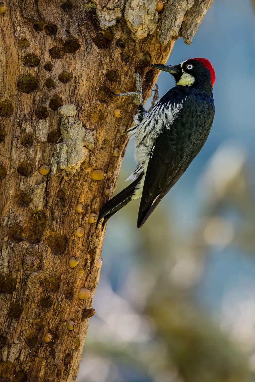 Acorn Watcher