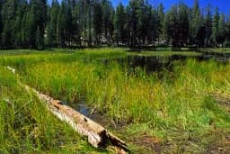 Echoes of the Sierra