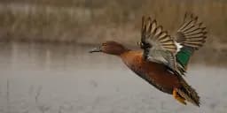 Cinnamon Teal Flight