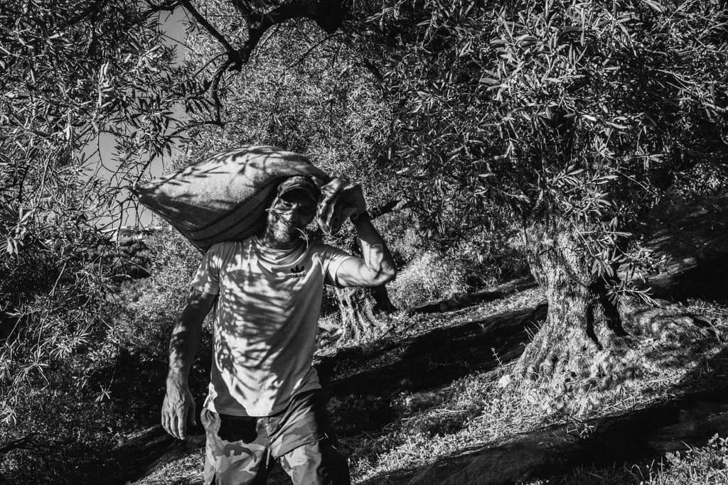 Olive Harvest