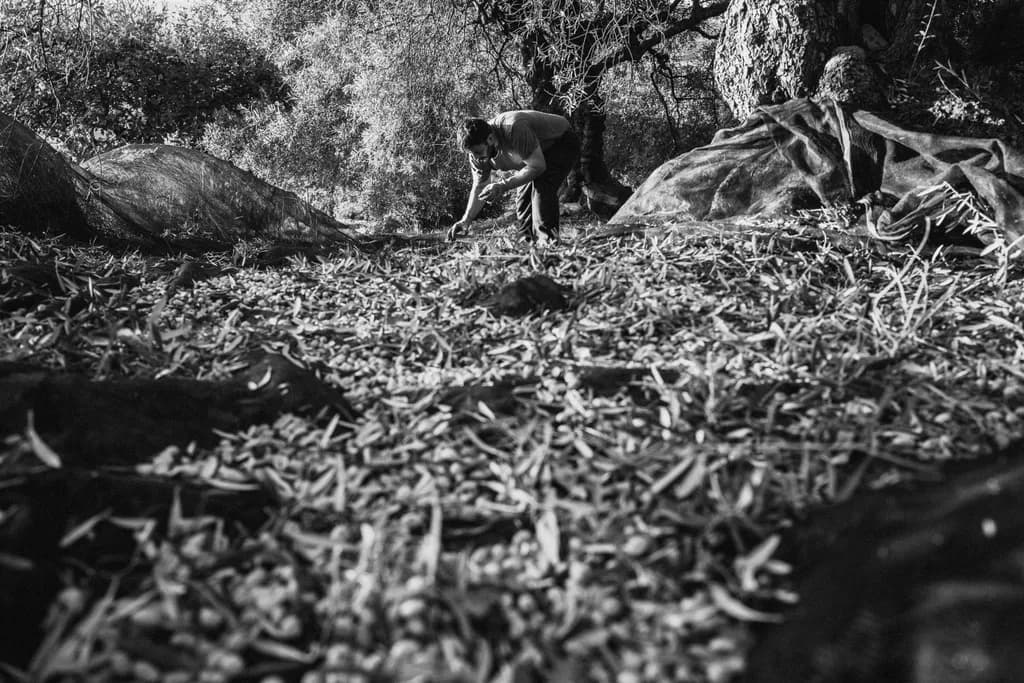 Harvesting Shadows