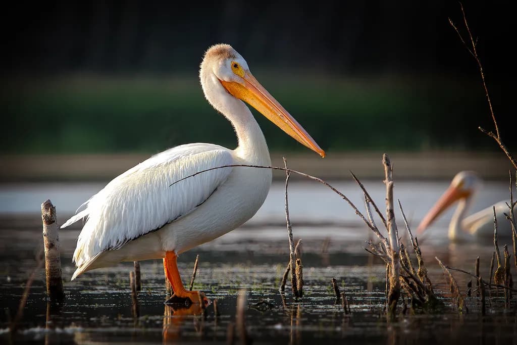 Pelican at Elk Island