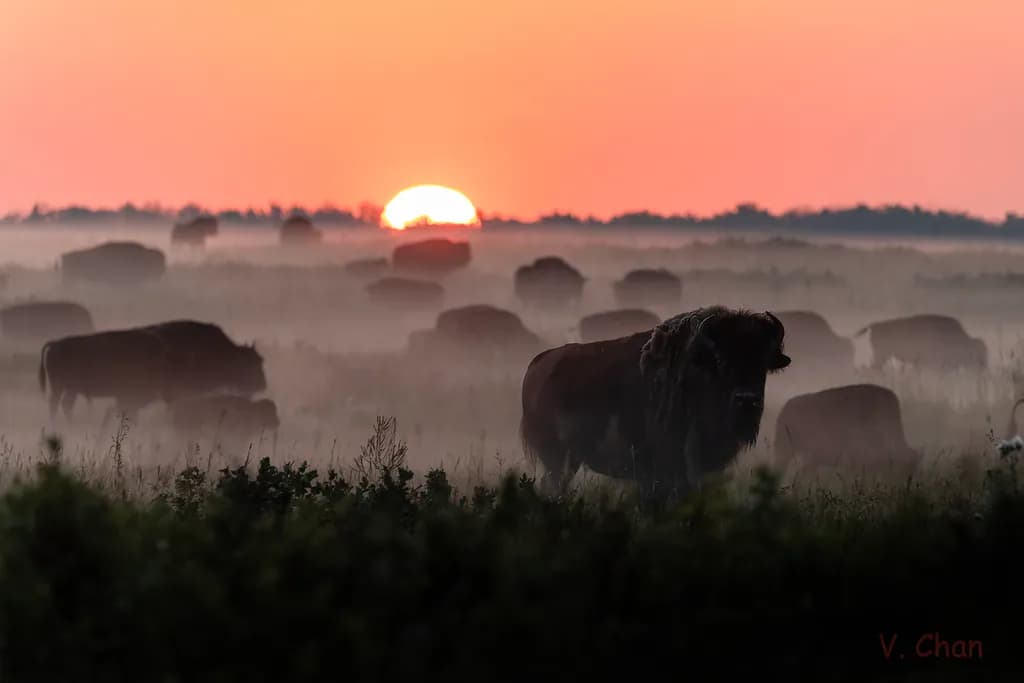 Bison at Elk Island