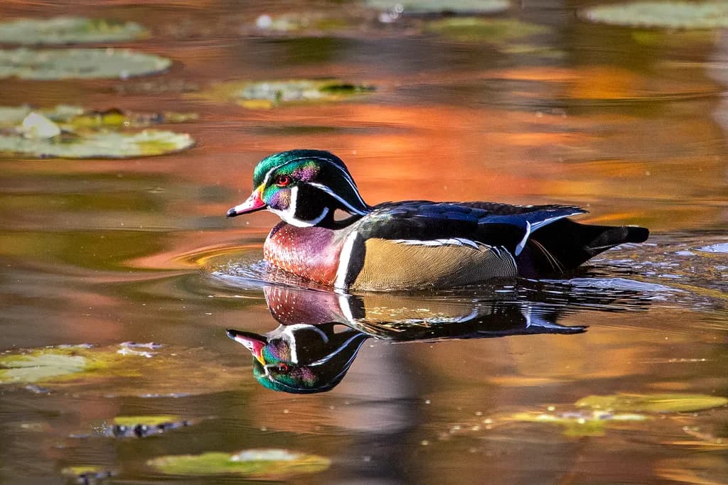 Mud Lake Reflection