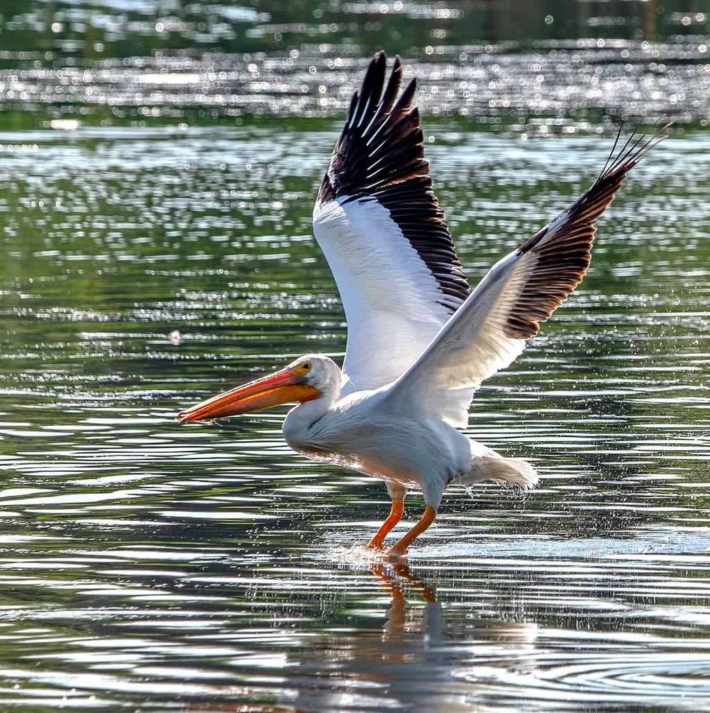 Incoming Flight