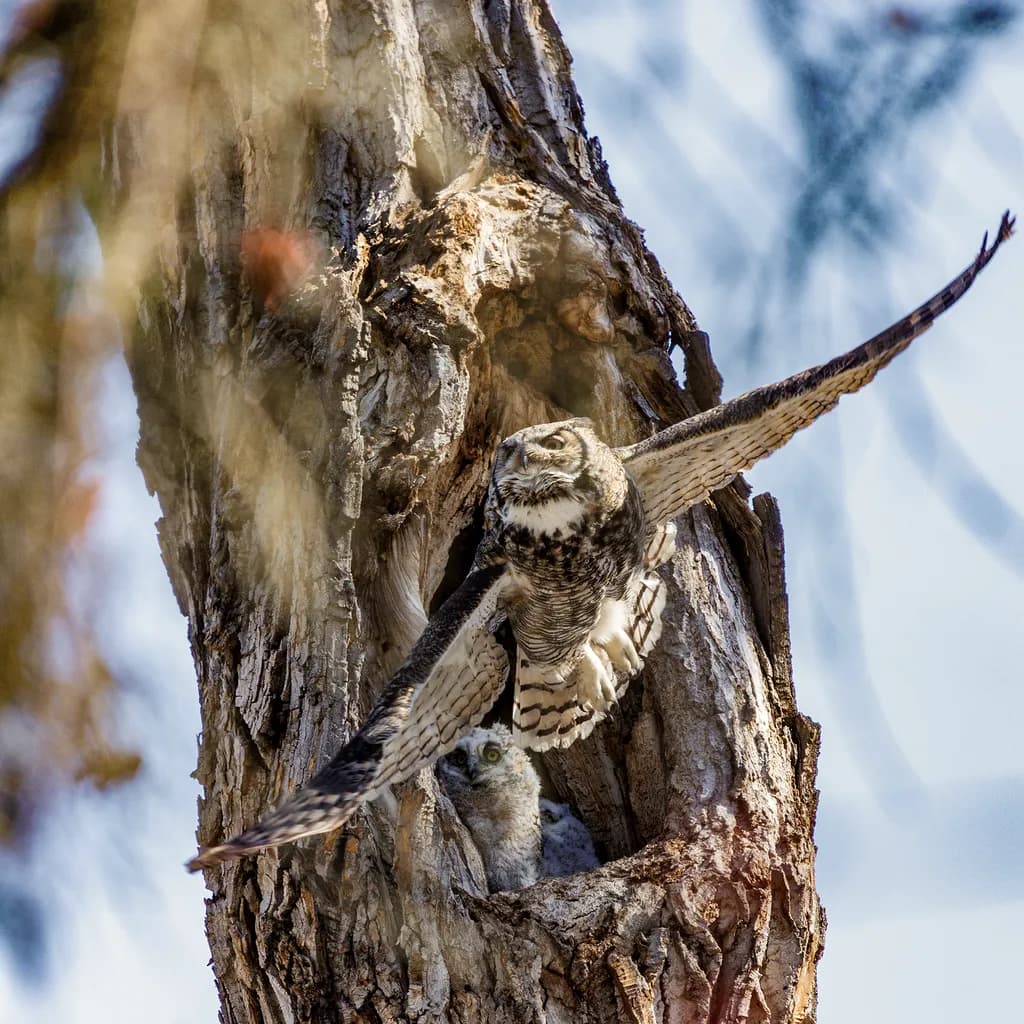 Great Horned Guardian