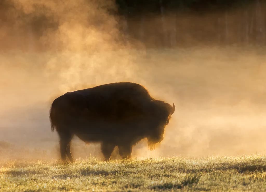 Morning Bison Silhouette