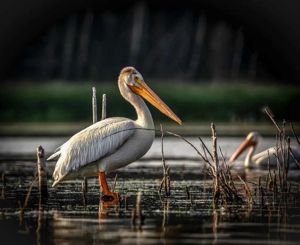 Pelican Reflection