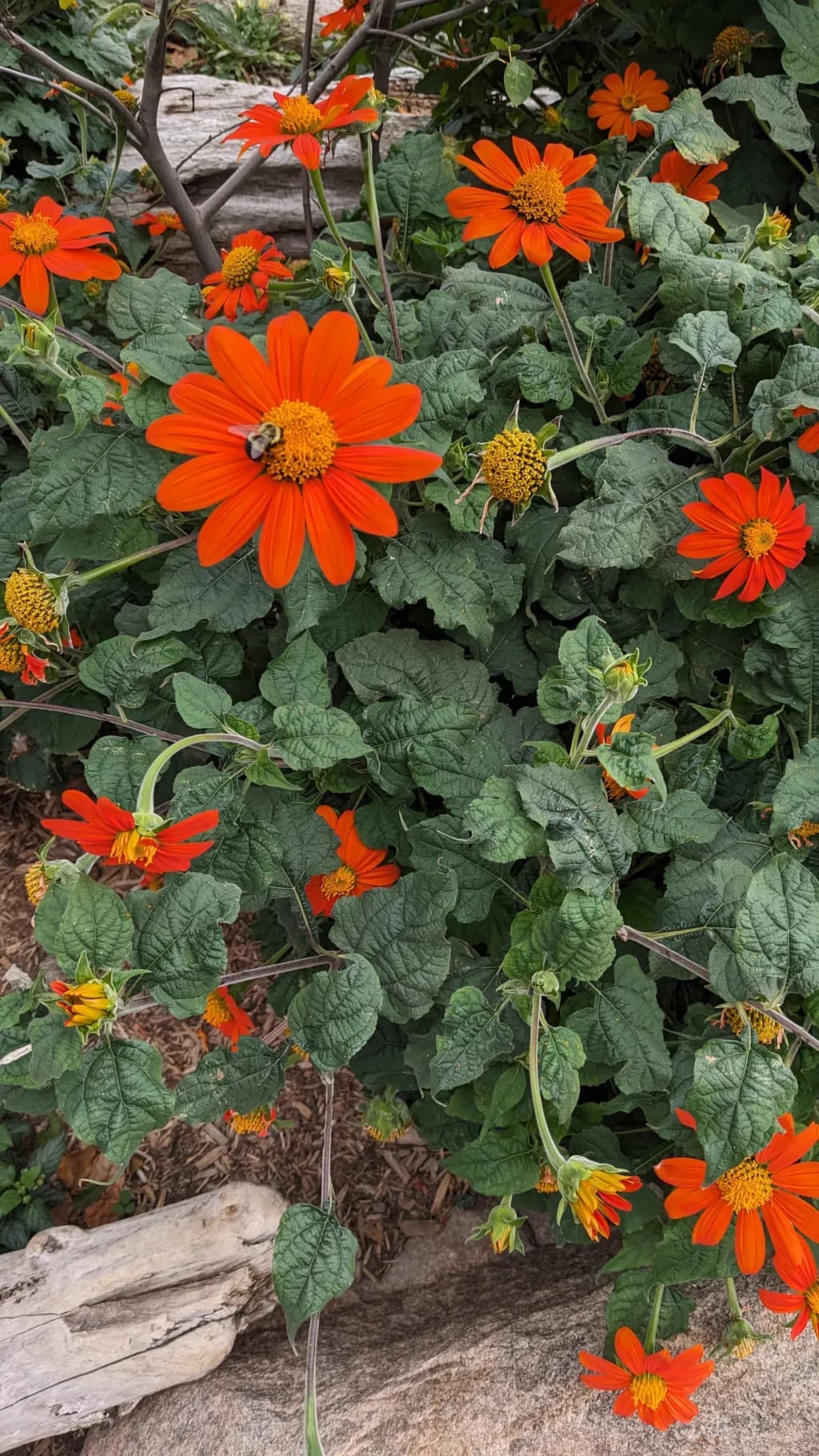 Vibrant Orange Blossoms: A Dance of Nature and Bees in Bloom