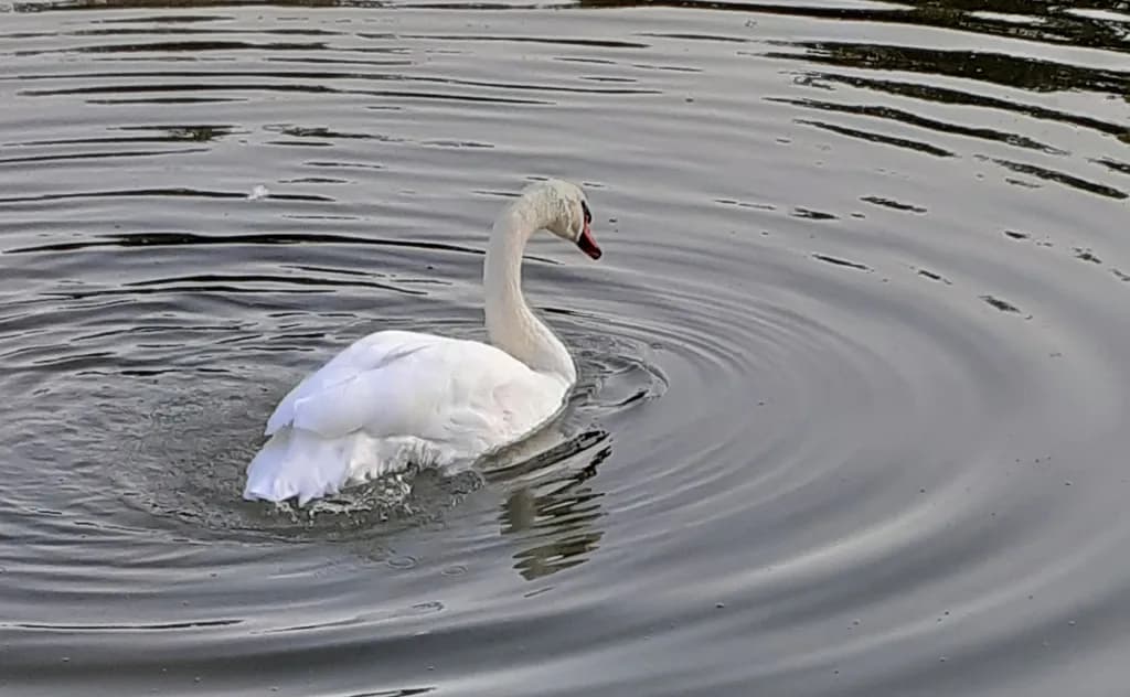 Silent Ripples