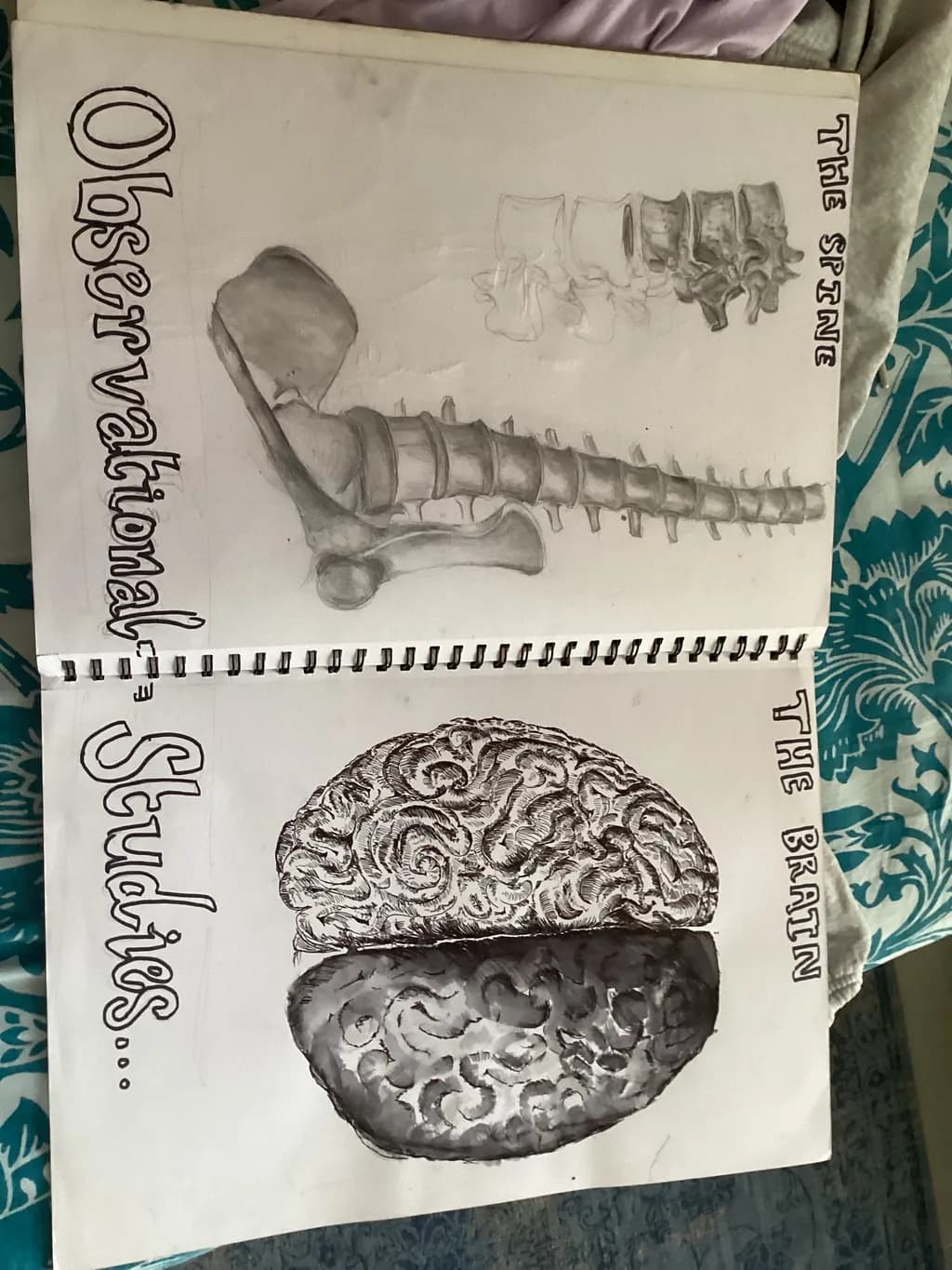 Duality of Existence: A Study of the Spine and Brain in Observational Artistry