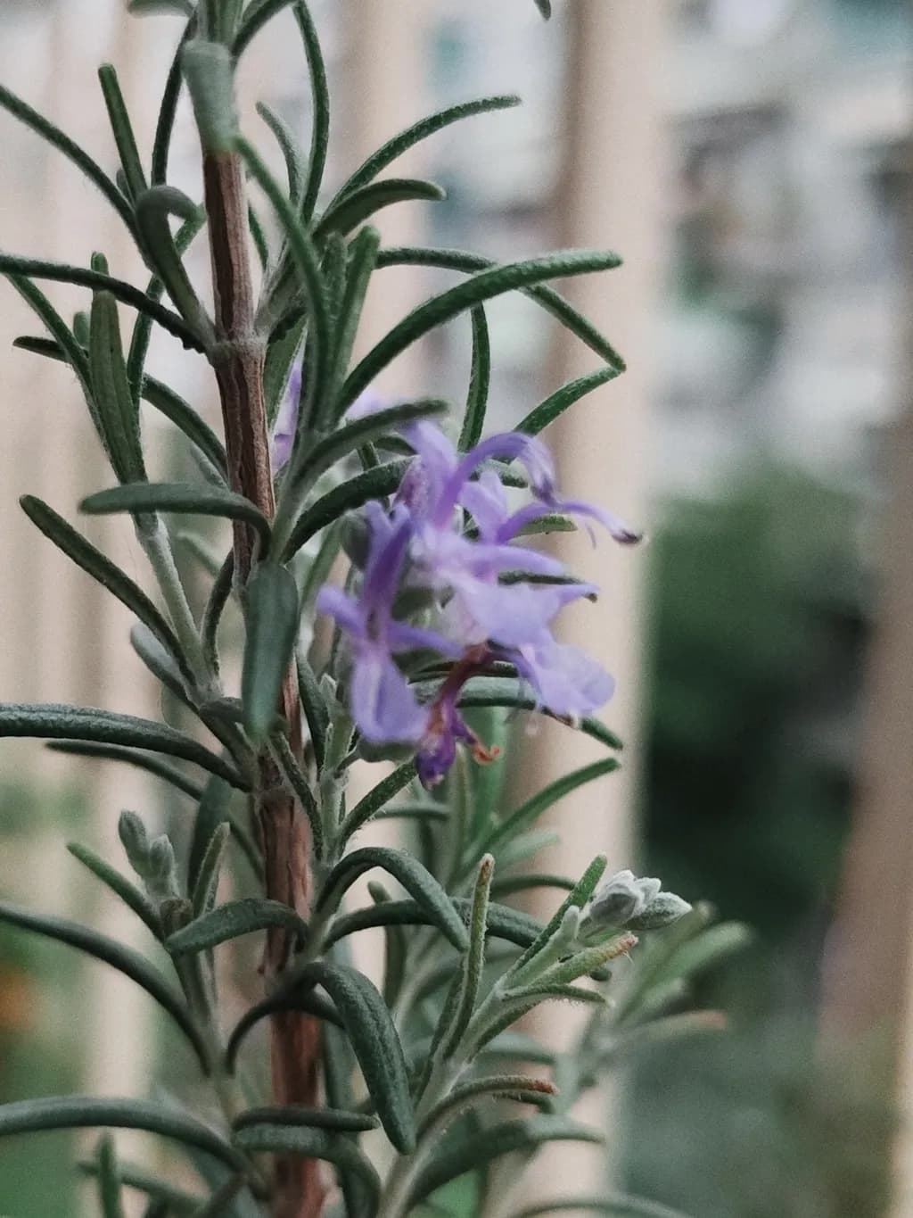 Whispers of Rosemary: A Botanical Embrace in Nature's Palette