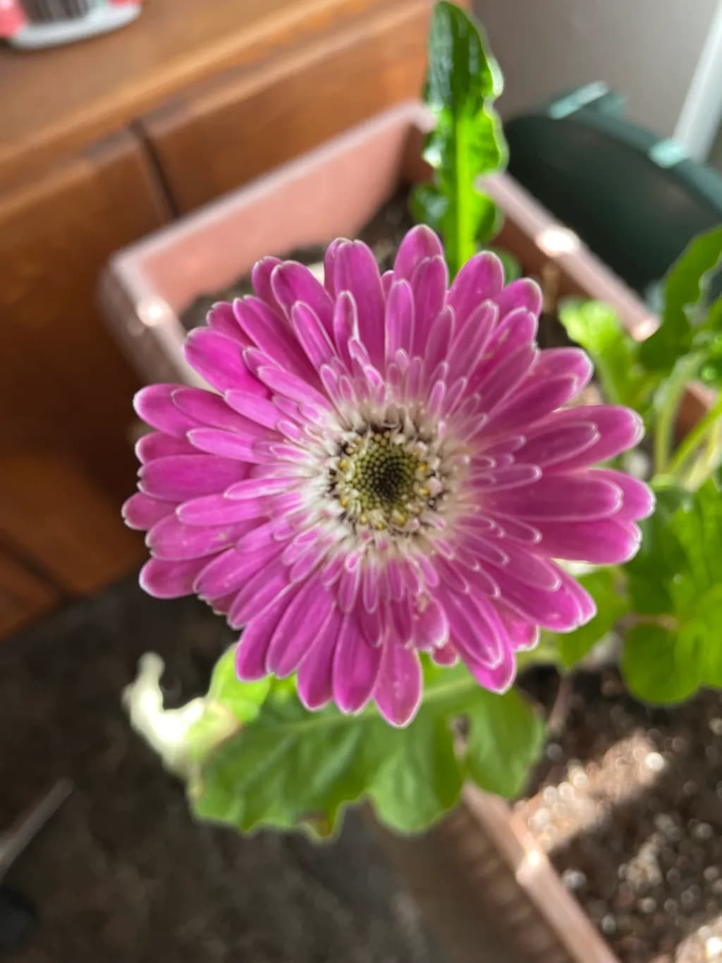 Vibrant Pink Gerbera Daisy: A Touch of Nature's Elegance