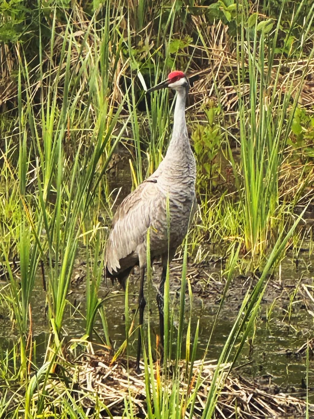Graceful Crane Amidst Nature's Embrace: A Serene Wildlife Portrait