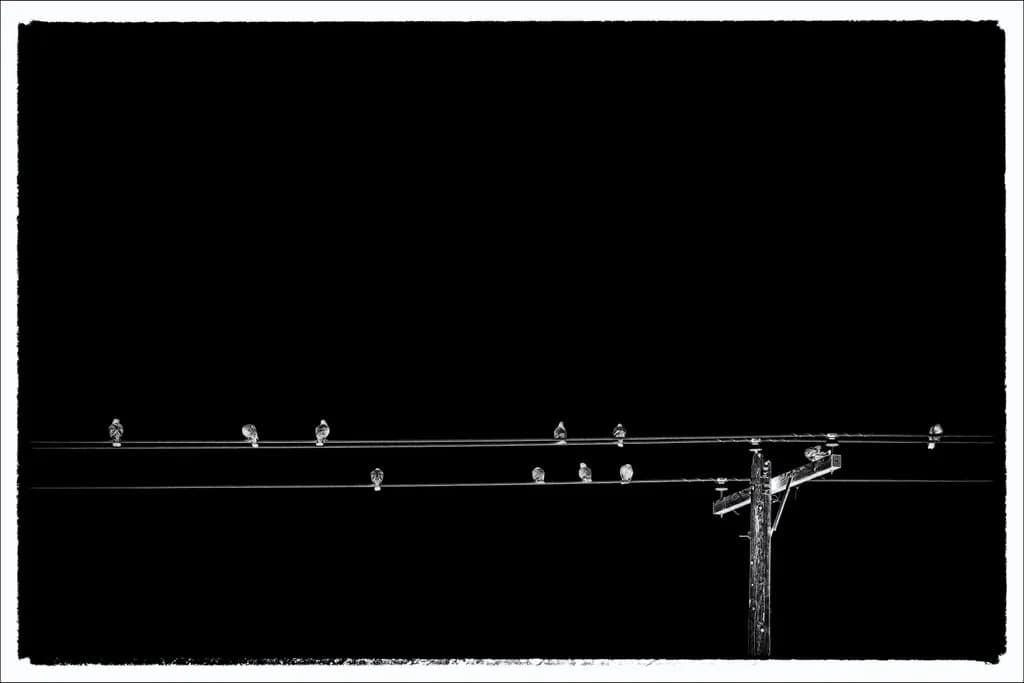 Birds on a Wire