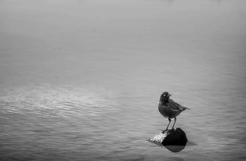 Bird on Rock