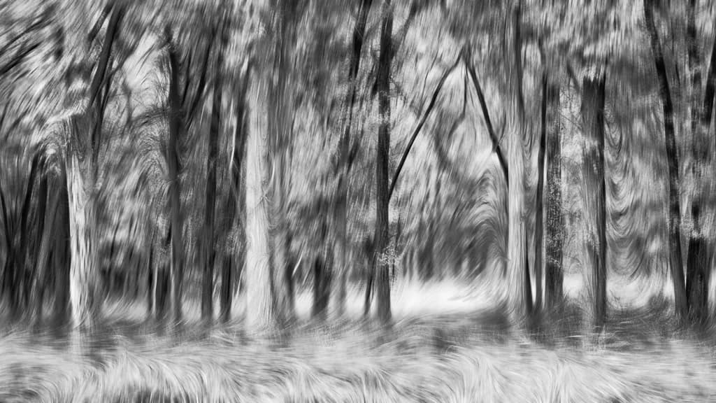 The Whispering Trees: A Monochromatic Journey Through Whirlwind Woods