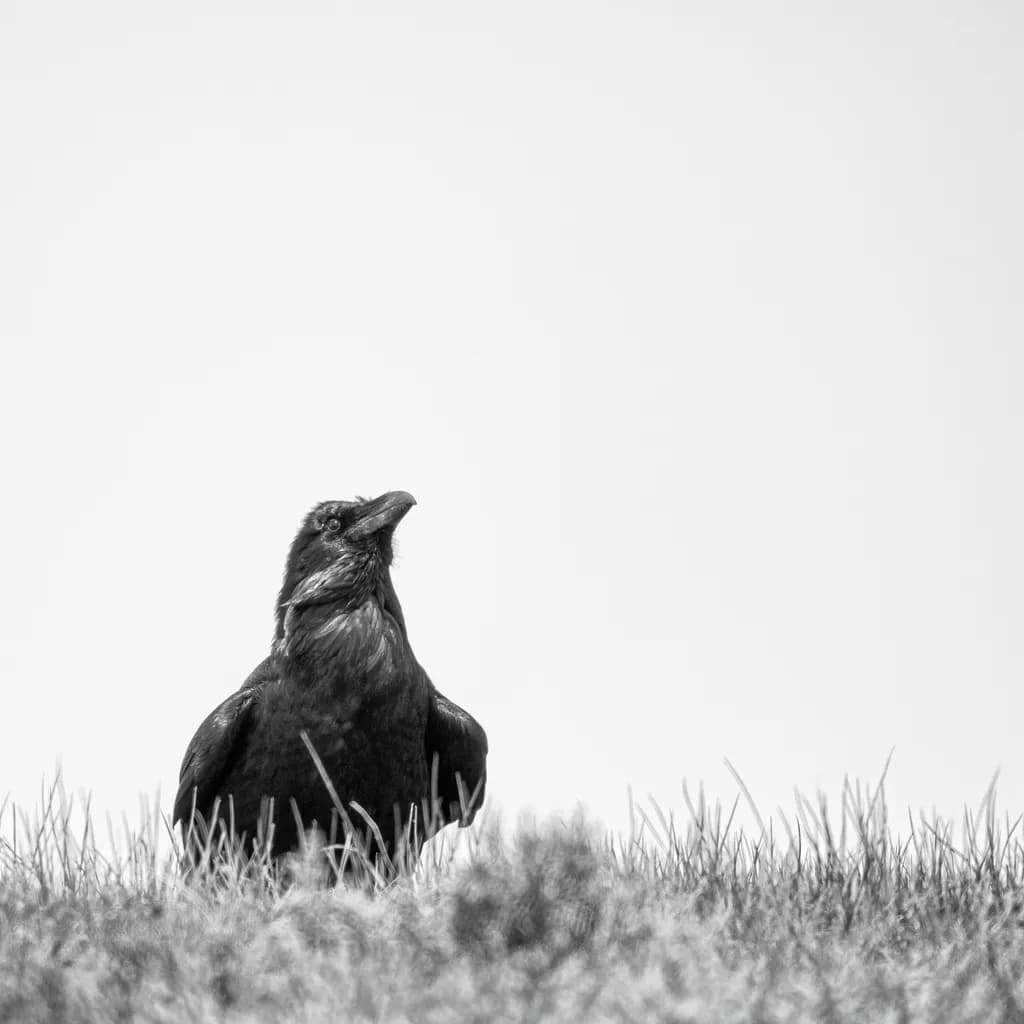 Defiant