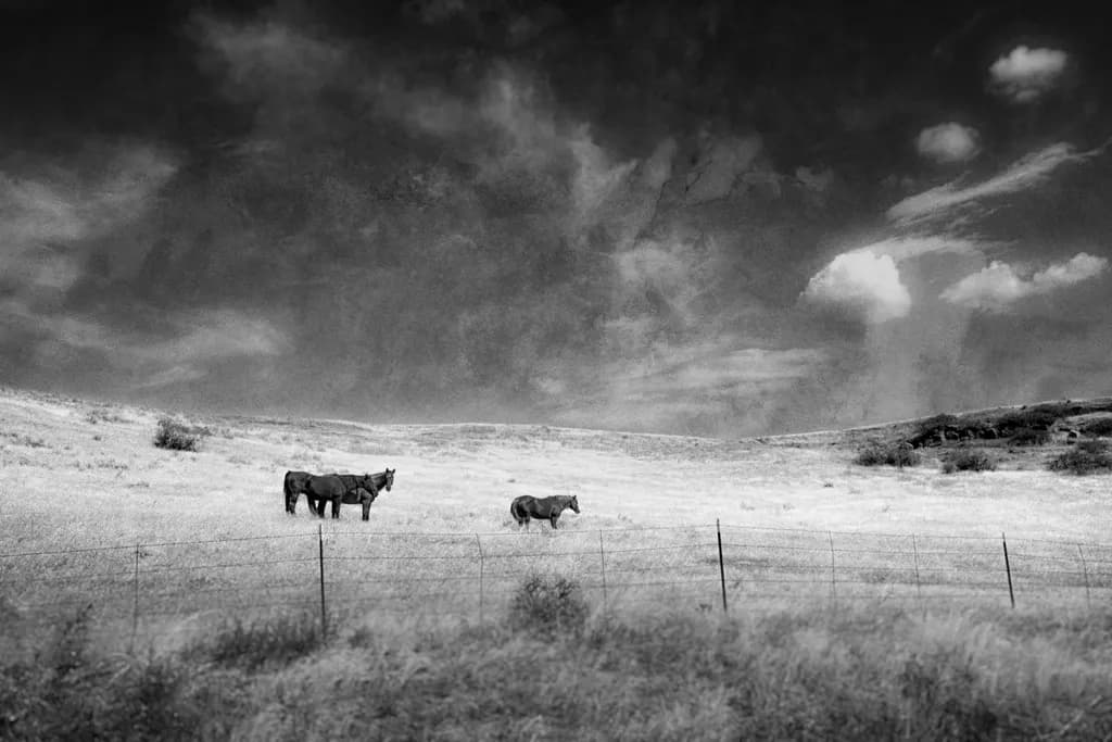 Silent Companions