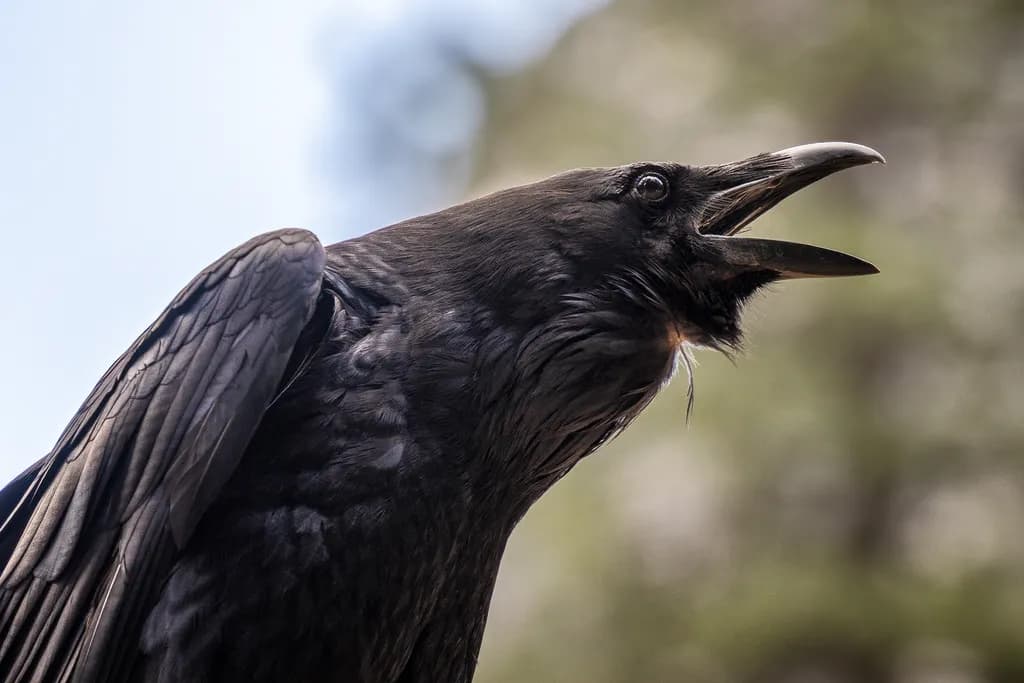 Raven's Cry