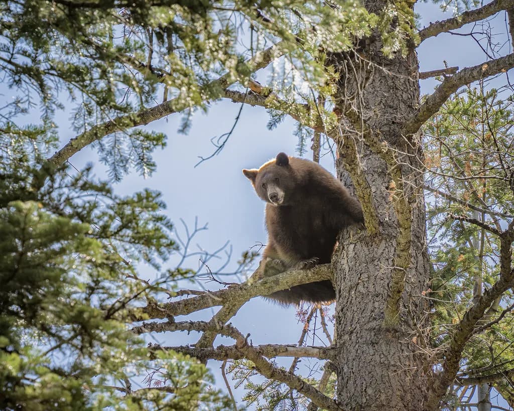 Treebound Watcher