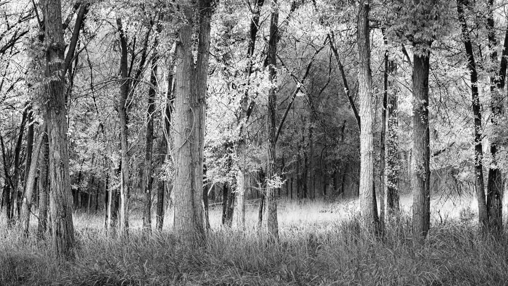Silent Grove