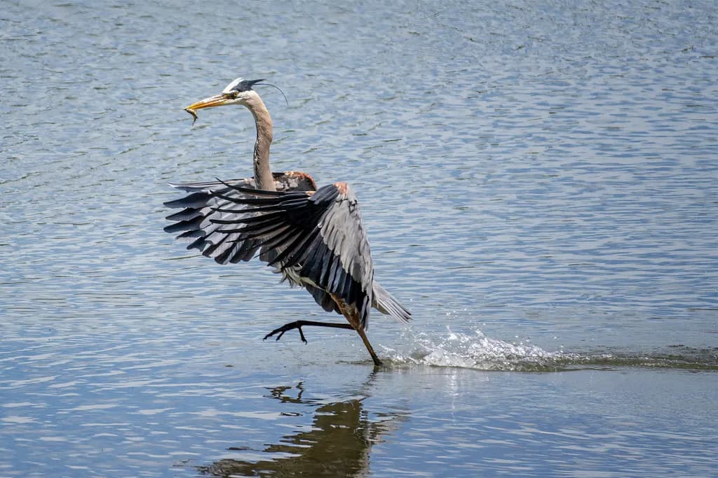 Running Prey