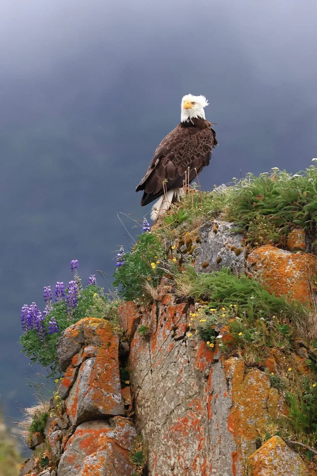 Majestic Eagle Perched on Rocky Outcrop Amidst Wildflowers: A Nature's Portrait