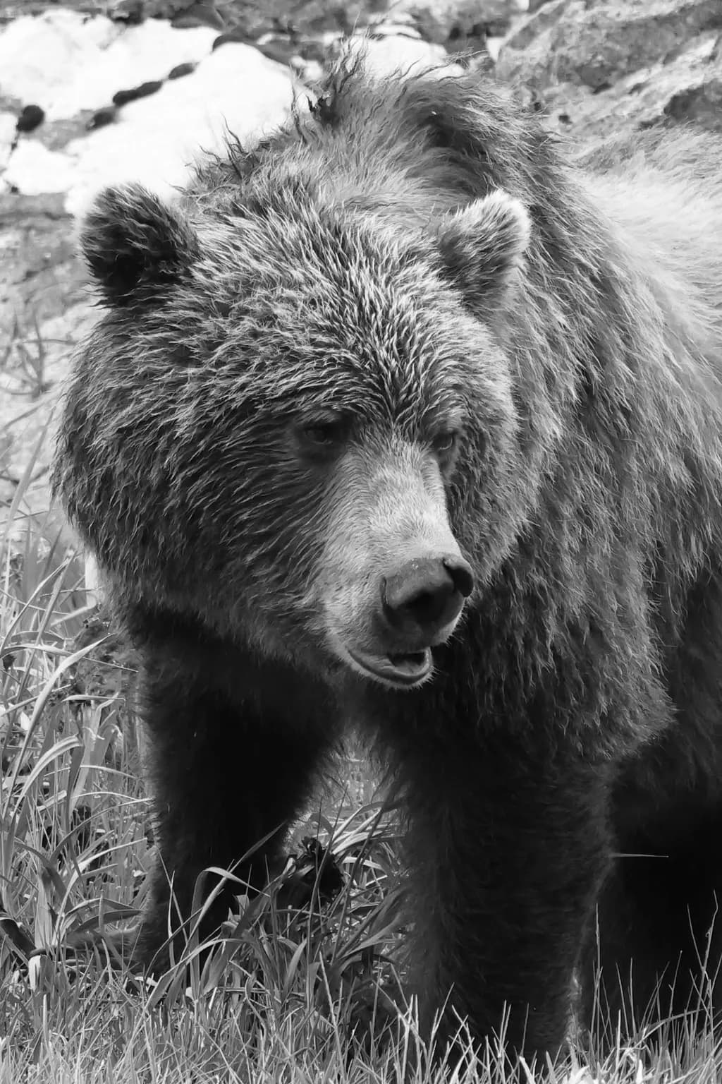 Majestic Grizzly: A Monochrome Encounter with Nature's Power