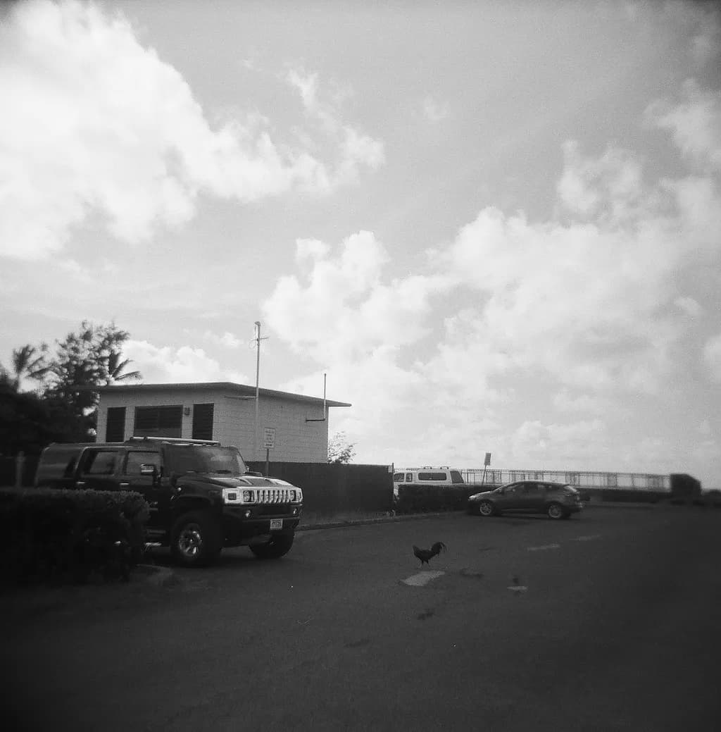 Kauai Rooster