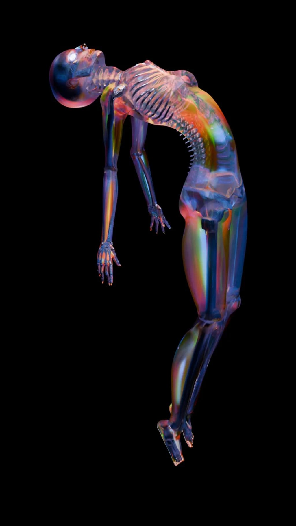 Transparent Human Skeleton