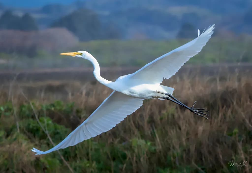Egret in Flight