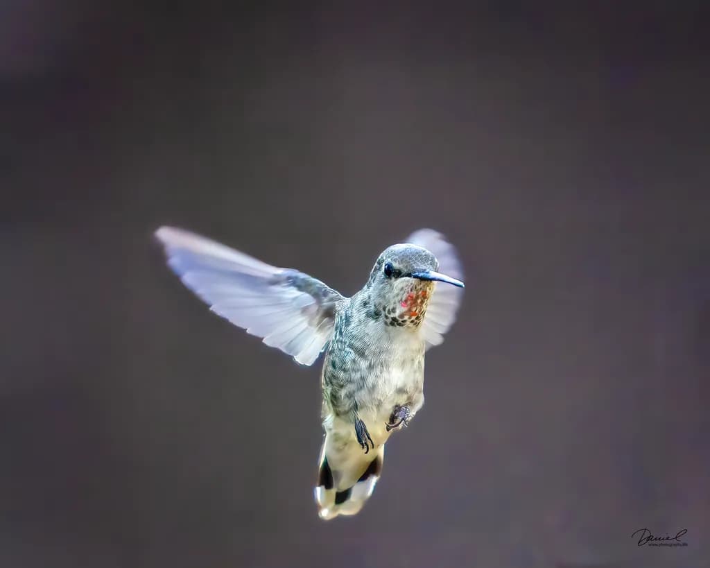 Hummingbird Flight