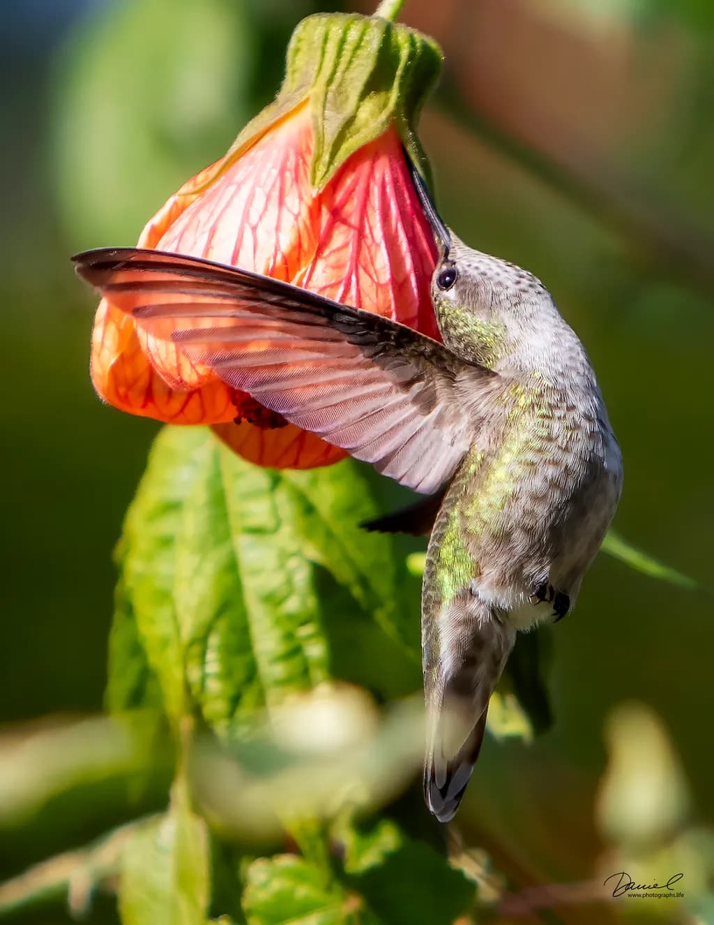 Hummingbird Stretch