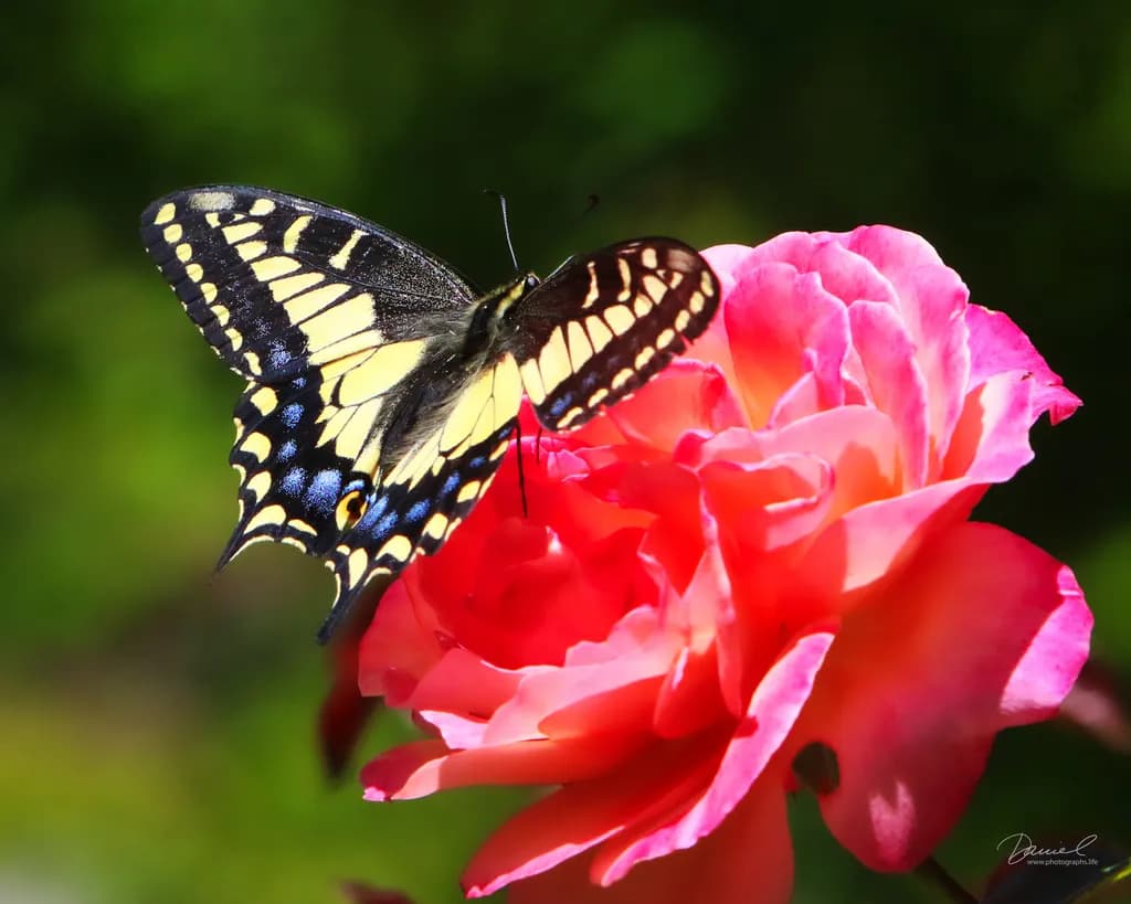 Monarch Butterfly