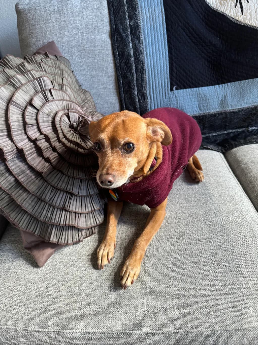 Cozy Companion