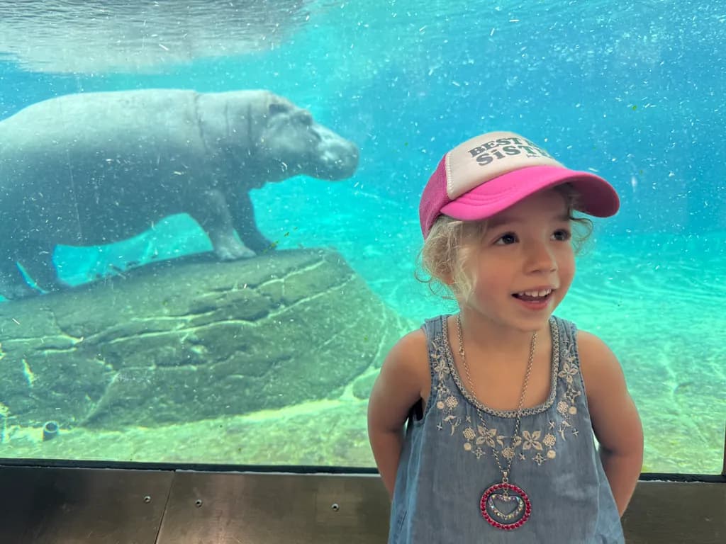 Hippo Encounter